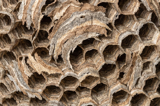 Close up view of a natural paper wasp nest showing intricate hexagonal honeycomb structure and texture