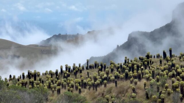 Nevado del Ruiz Andean Paramo with Frailejones and Mountain Clouds in Colombia. Establishing Shot. Aerial View.