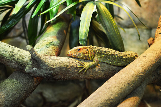 Green lizard resting on a tree branch close up shot