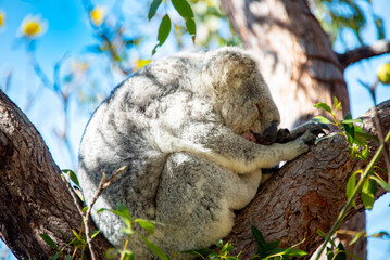 Wild Koala Sleeping on a Eucalyptus Tree - Magnetic Island - Queensland © Adwo