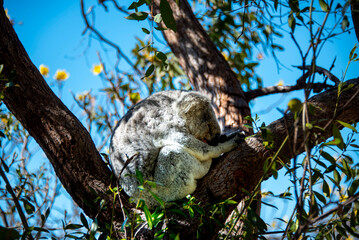 Wild Koala Sleeping on a Eucalyptus Tree - Magnetic Island - Queensland © Adwo