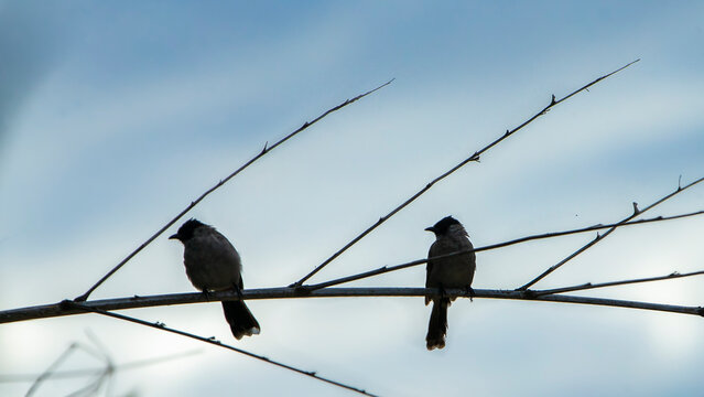 Close up of a sooty-headed bulbul perched on a tree branch.
A high-quality wildlife photograph capturing a sooty-headed bulbul (Pycnonotus aurigaster) perched gracefully on a slender wooden branch. 