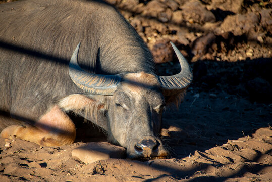 Water Buffalo in Northern Territory - Australia