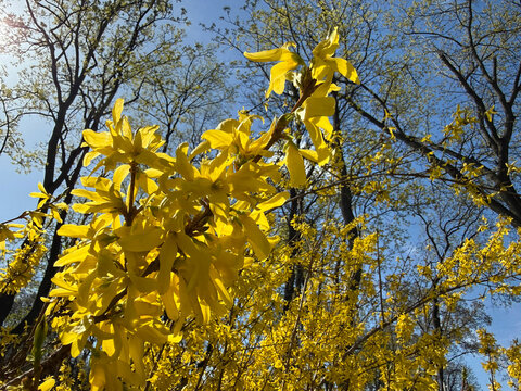 Forsythia spring yellow golden bells flowers.