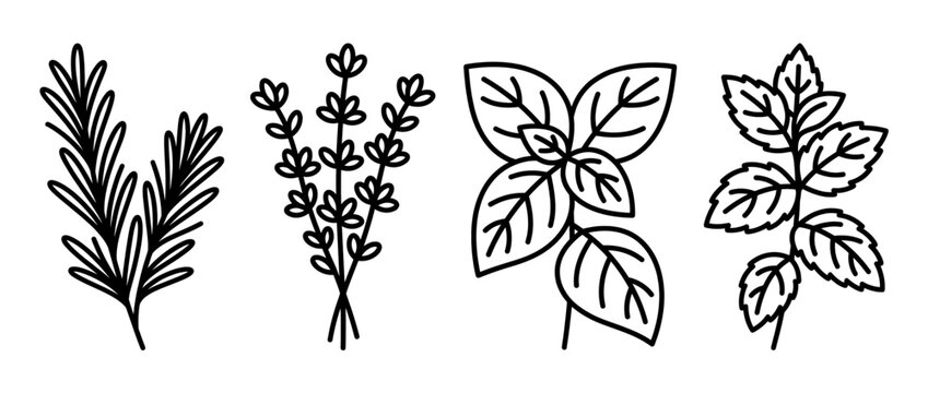 Herbal plants and leaves vector illustration. Medicinal botanical herbs isolated on transparent background. Rosemary, thyme, mint, basil. Minimalist line art for packaging, labels, infographics.