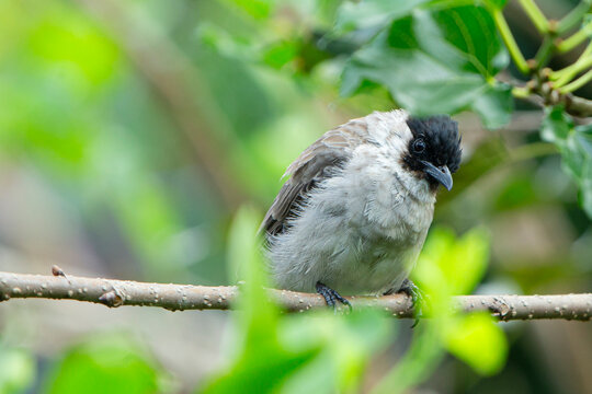 Close up of a sooty-headed bulbul perched on a tree branch.
A high-quality wildlife photograph capturing a sooty-headed bulbul (Pycnonotus aurigaster) perched gracefully on a slender wooden branch. 