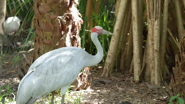 Australian Brolga Crane Standing Near Palm Trees in Queensland