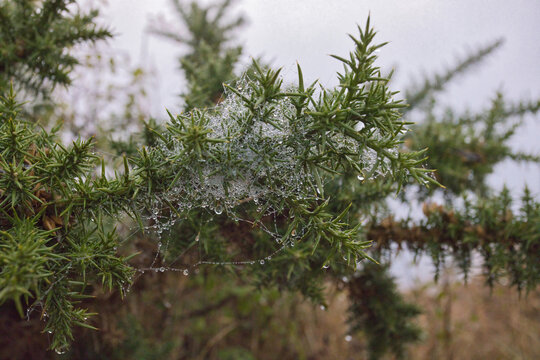 A close-up shot captures glistening morning dew drops clinging tightly to a delicate spiderweb woven across thorny gorse branches