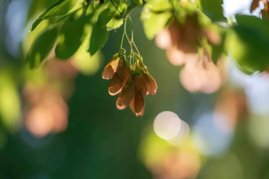 Hanging Maple Tree Samaras with Green Leaves