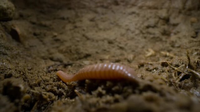 Earthworm crawls slowly across damp loose soil, bending its segmented body over clumps of moist earth in a close ground-level view with shallow focus and warm natural tones
