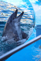 Bottlenose dolphin emerging from water with open mouth at pool edge. © Bowonpat