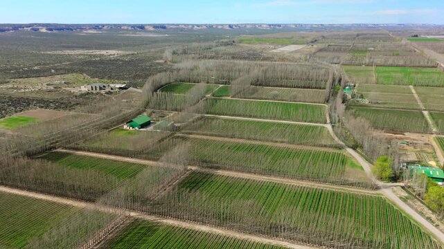 Vineyards, poplar windbreaks and irrigated agricultural plots form a patterned landscape on alluvial soils in Alto Valle, Neuquen Province, Argentina, drone descent.