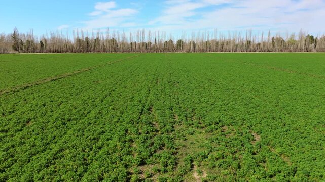 Dense alfalfa crop covers irrigated farmland in Alto Valle, Neuquen Province, Argentina, with straight planting rows, dry soil margins and tall poplar windbreaks defining the field, drone forward flyo