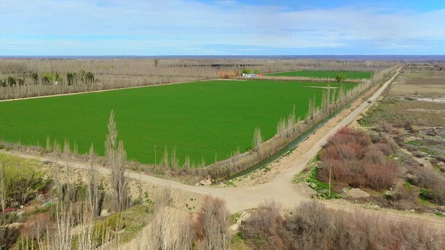 Dense alfalfa fields occupy irrigated farmland in Alto Valle, Neuquen Province, Argentina, bordered by vineyards, poplar windbreaks, dirt roads and dry alluvial ground, oblique drone forward flyover.