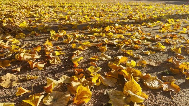 The shadow of a passing passerby glides across golden leaves. Slow motion captures this serene walk through Catherine Park, Pushkin, Saint Petersburg, evoking deep peace and cozy wonder.