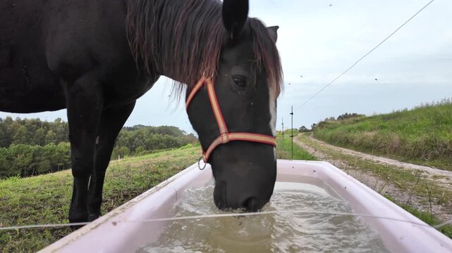 Black horse drinks from a water-filled trough while wearing a red halter in a quiet countryside pasture.