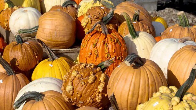 Colorful variety of pumpkins and gourds for sale at a farm stand