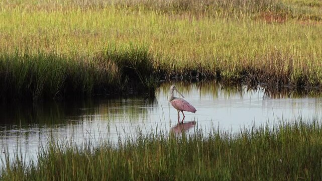 Roseate spoonbill in a pond in Florida