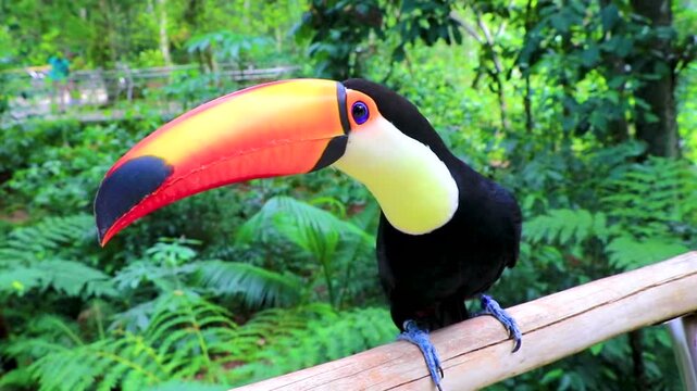 Toco toucan colorful bird in tropical nature jungle of Brazil.