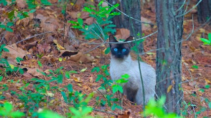 Blue eyed cat © Keeble