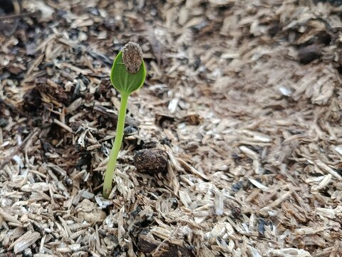Young Watermelon Seedling with Seed Coat Still Attached