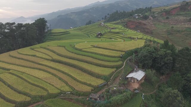 
Mu Cang Chai terraced fields