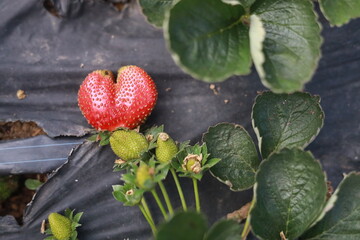 Ripe red strawberry growing on a plant with green leaves in a garden © Kiano Vey