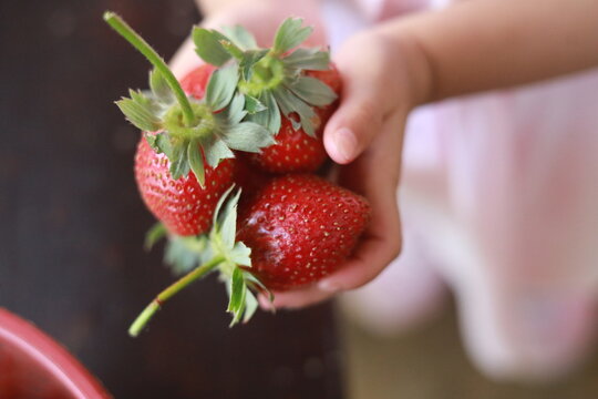 Cupped hands holding fresh ripe red strawberries toward the camera