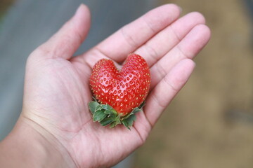 Close-up of a fresh ripe red strawberry held in an open palm against a soft blurred background © Kiano Vey
