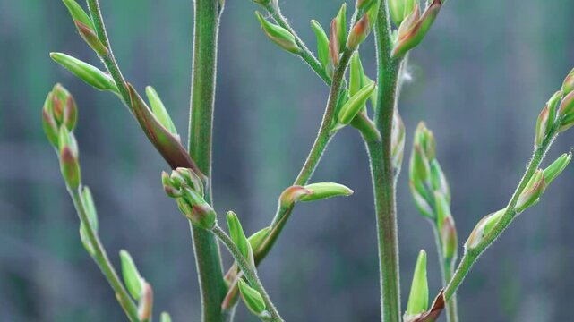 Close up of green Yucca plant stem growing with buds