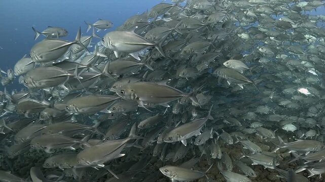Bigeye trevally (Caranx sexfasciatus) forming a dramatic schooling tornado in open water near Tulamben, Bali. 4K UHD slow-motion underwater footage