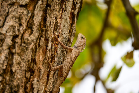 Wild Garden Lizard Climbing Tree Trunk Stock Photograph