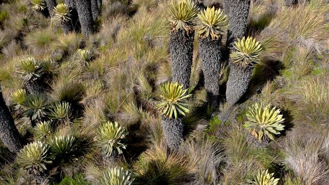Frailejones Growing in High Altitude Paramo near Nevado del Ruiz, Colombia. Drone Aerial View.