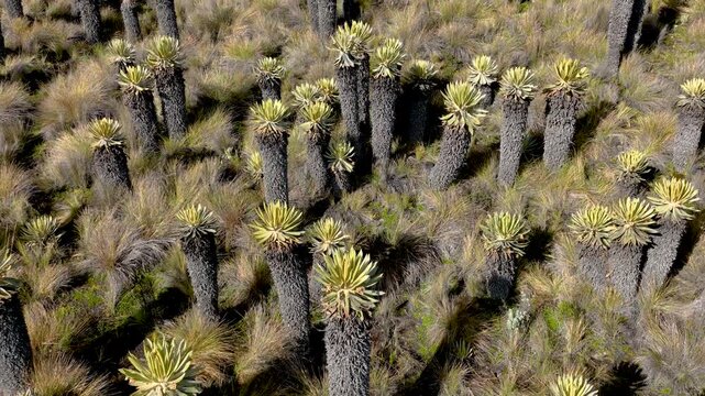 Frailejones Growing in High Altitude Paramo near Nevado del Ruiz, Colombia. Drone Aerial View.