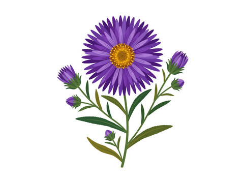 Purple aster flower bouquet with buds and green stems
