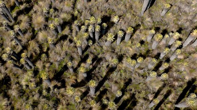 Frailejones Growing in High Altitude Paramo near Nevado del Ruiz, Colombia. Drone Aerial View.