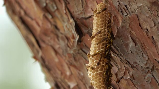 Paper Wasps on Elongated Nest Hanging from Tree Bark 4K