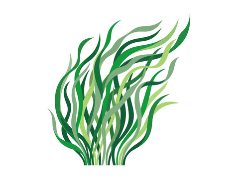 Seaweed Fronds Abstract Underwater Plant