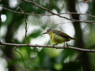 Obraz premium Brown-throated sunbird or Plain-throated sunbird ( Anthreptes malacensis ) on tree branch with natural green background, Small green bird with brown head in Thailand