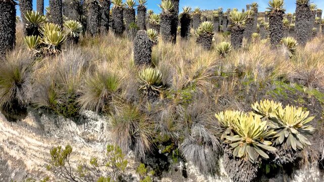 Frailejones Growing in High Altitude Paramo near Nevado del Ruiz, Colombia. Drone Aerial View.