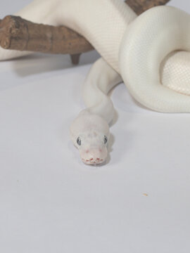 Close Up of White Leucistic Ball Python Crawling on Studio Background