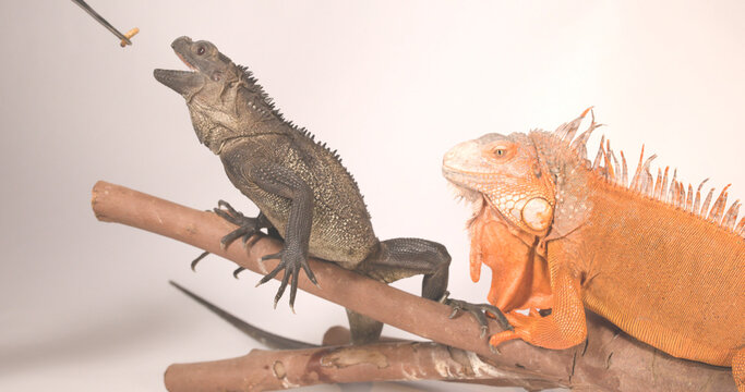 Sailfin Lizard and Red Iguana Perched on Branch During Feeding