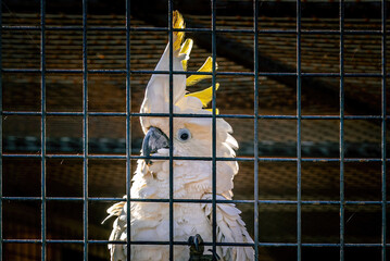 Cacatoès blanc à huppe jaune derrière un grillage au parc animalier Parrot World en France © jeanphilippe
