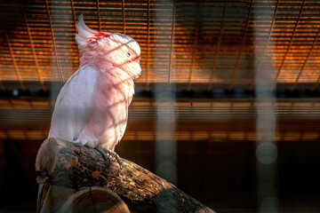 Cacatoès rosalbin au plumage rose et gris perché sur une branche à Parrot World en France © jeanphilippe