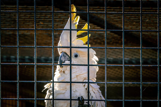 Cacato&egrave;s blanc &agrave; huppe jaune derri&egrave;re un grillage au parc animalier Parrot World en France