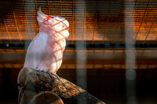 Cacato&egrave;s rosalbin au plumage rose et gris perch&eacute; sur une branche &agrave; Parrot World en France