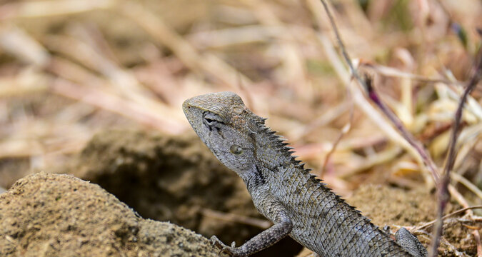 Wild Garden Lizard on Dirt Mound in Dry Pasture Stock Photograph