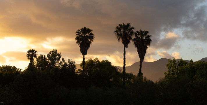 silhouette of palm trees against beautiful sunset clouds
