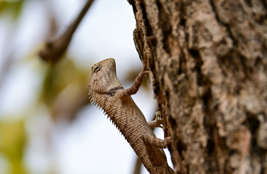 Wild Garden Lizard Climbing Tree Trunk Stock Photograph