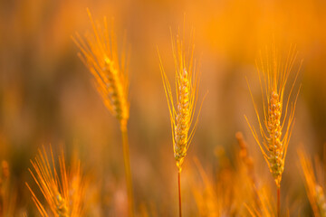 Fototapeta premium Agriculture field at sunset. Agriculture crop in silhouette. Golden agriculture background. Rural agriculture landscape.